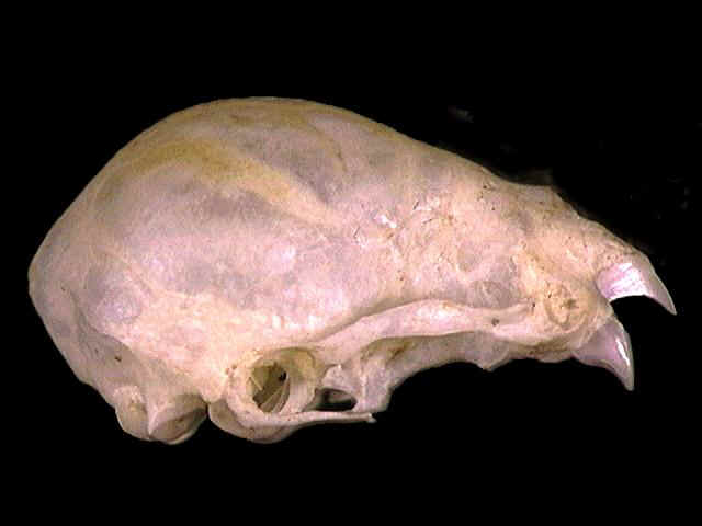 Desmodus rotundus.lateral.JPG (29394 bytes)
