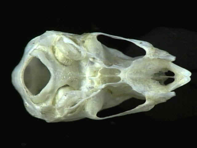 Desmodus rotundus.ventral.JPG (25537 bytes)