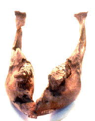 mastodonte.jpg (11627 bytes)