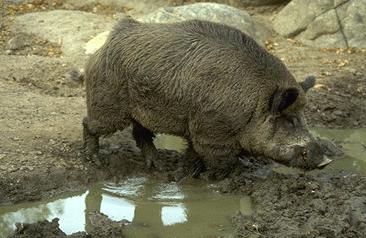 Sus-scrofa.jpg (22018 bytes)