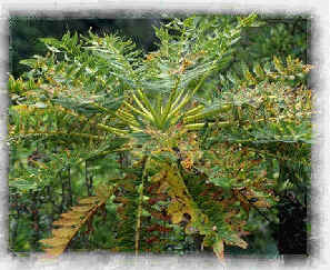 Dendroseris pinnata