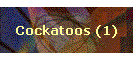 Cockatoos (1)