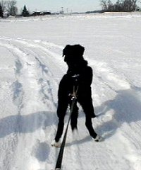 Many 'thanks' to Leah for her picture of her Border Collie, Greg!