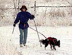 Susie and Banshee ski-joring in Manitoba, CAN. Click on the picture to take you to links describing this fun winter dog sport.