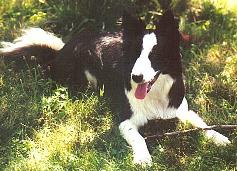 PeeWee says, 'Please consider rescuing a border collie!'  PW is our pride and joy -- he's come a long way from the frightened boy rescued from a Maine shelter and is a testament to the value of rescuing dogs.