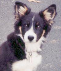 Heidi's Ouzo sitting pretty at 19 weeks old.