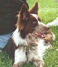 Looks, variable; behavior, all border collie!