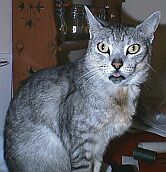 Psycho kitty