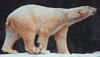 polar bear