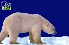 bear