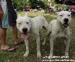 DOGO109F.JPG (173238 bytes)
