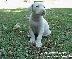 DOGO340F.JPG (181846 bytes)