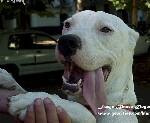 DOGO375F.jpg (97611 bytes)
