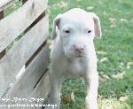 DOGO271F.jpg (100863 bytes)