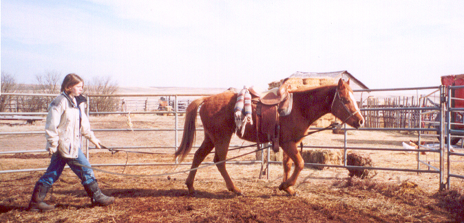 Girl driving her 2 year old filly