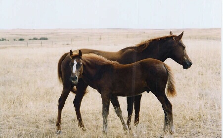 Some Block Horses