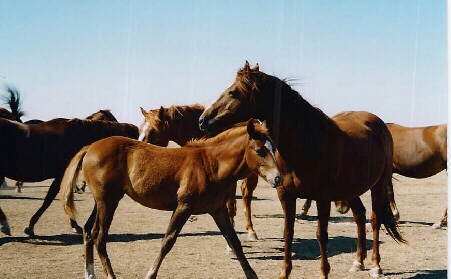Some Block Horses