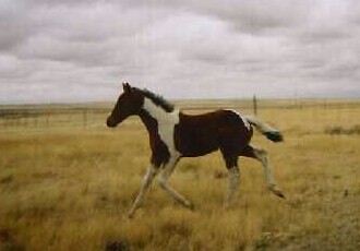 A Paint