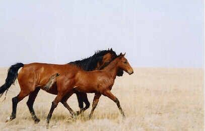 Some Block Horses