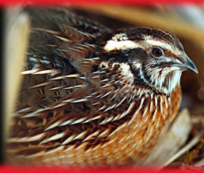 quail