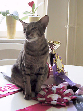 Bandit BOB 23/03/03. Oriental Shorthair Cat