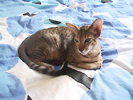 Bandit. Oriental Shorthair Cat