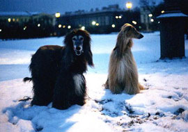 Blue and Dante at Mars field, St.Petersburg