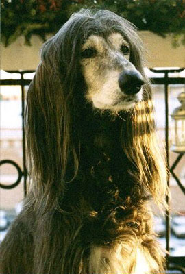 Blue. Afghan hound