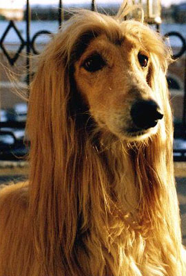 Dante. Afghan hound