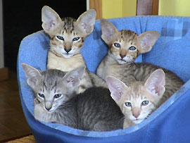 Kittens 31/05/03