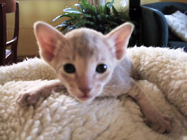 Bingo 24 days old. Oriental Shorthair Kitten