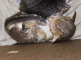 BraveHeart 18 days old. Oriental Shorthair Kitten
