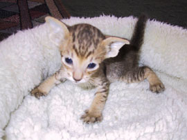 BraveHeart 25 days old. Oriental Shorthair Kitten