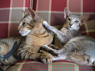 Bandit and Miisan, oriental cats