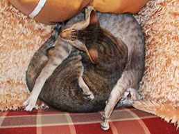 Bandit and Miisan sleeping