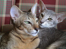 Nice couple. Oriental cats