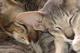 Bandit and Miisan