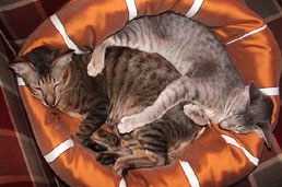 Bandit and Miisan sleeping