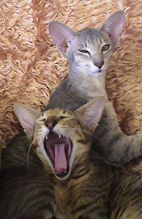 Bandit and Miisan