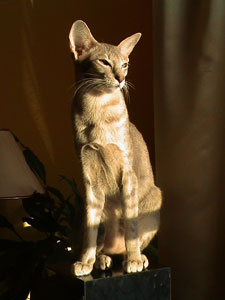 Miisan in the sun. Oriental Shorthair Cat