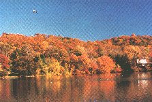 Foliage Picture