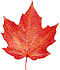 leaf picture