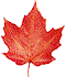 leaf picture
