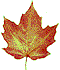 leaf picture