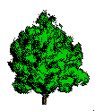 tree picture