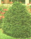 yew Picture