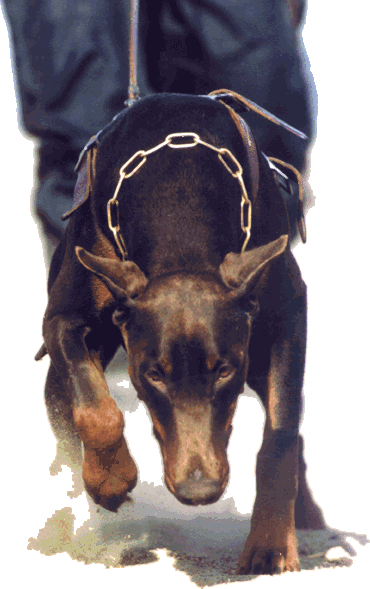 doberman.gif - 78008 Bytes