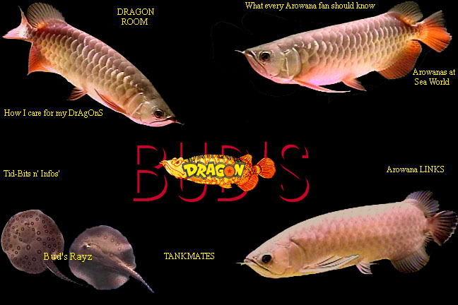 good arowana pics
