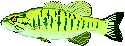 smallmouth bass walleye steelhead lake erie pa charters 