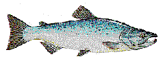 lake erie pa steelhead fishing charters